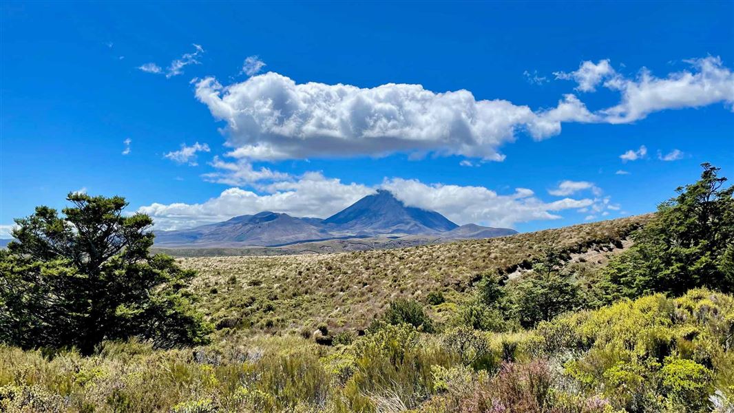 View towards Tongariro and Ngauruhoe volcanoes across alpine tussocks.