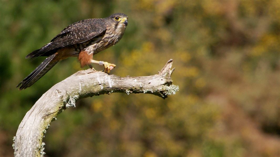 NZ falcon/kārearea.