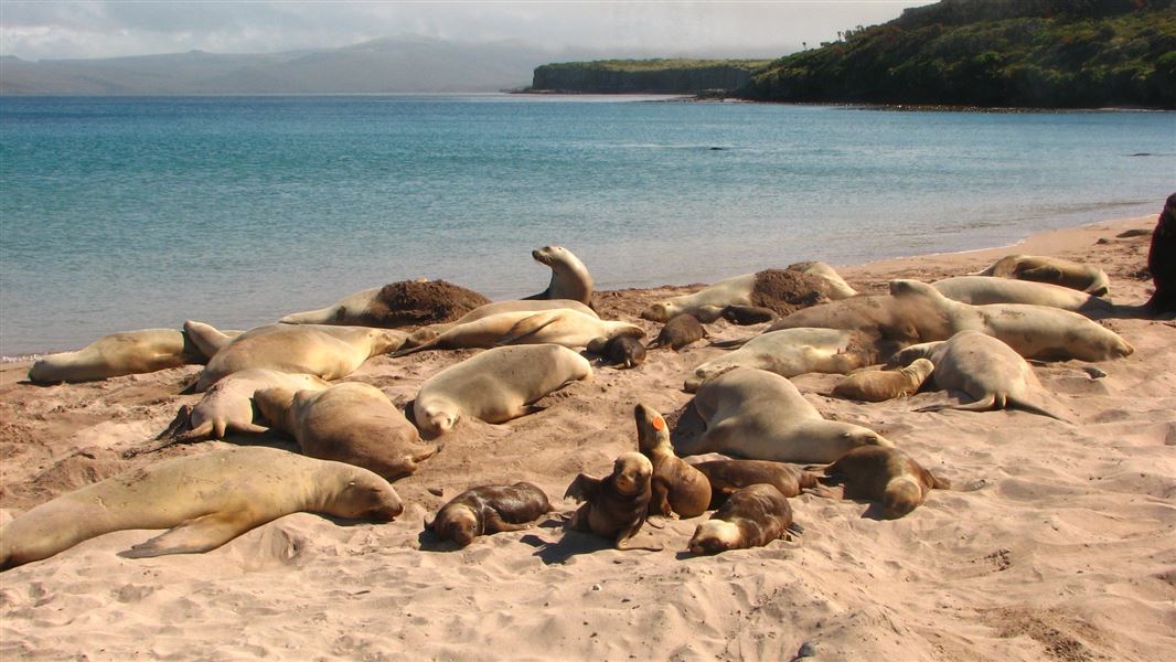 Sea lions. 