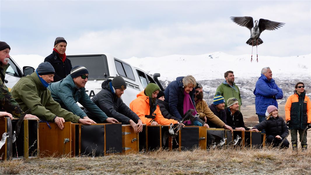 Te Manahuna Aoraki release birds.