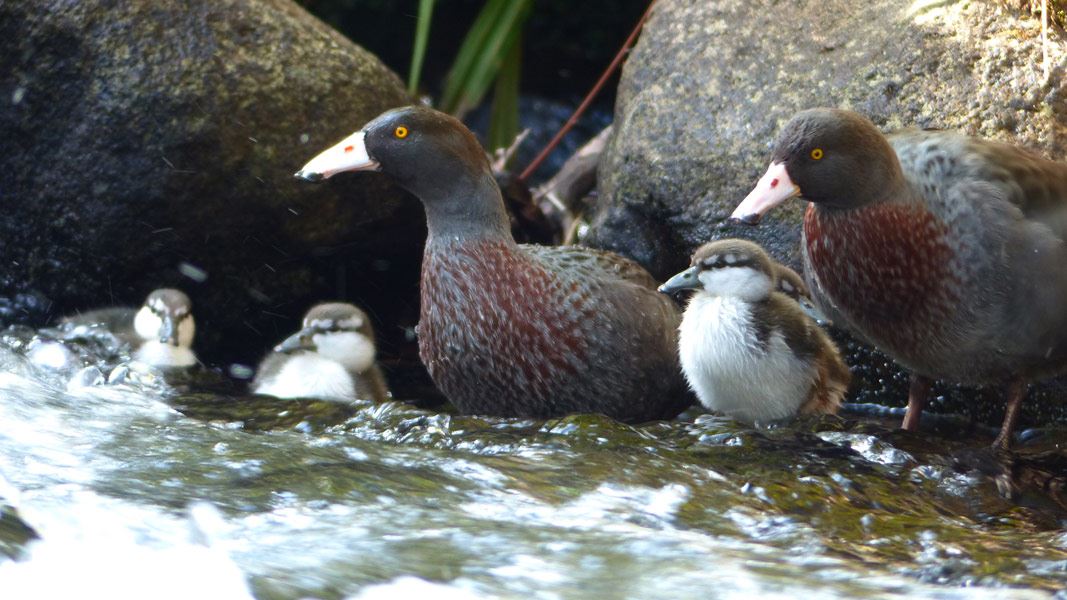 Whio pair with ducklings standing along river edge. 