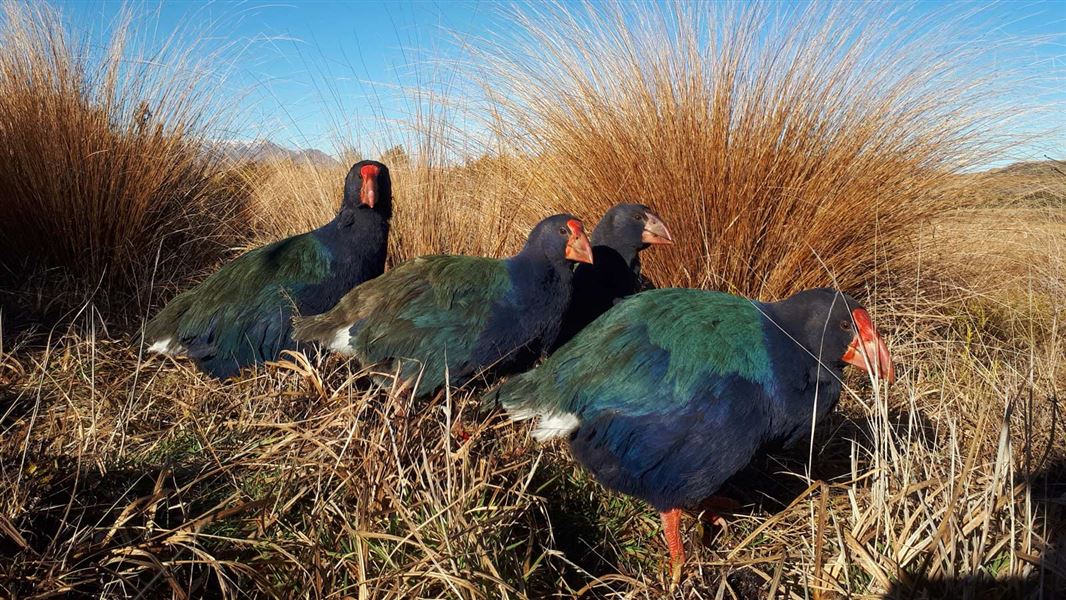 Takahē family. 