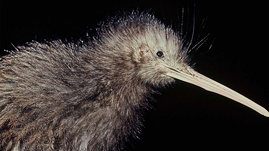 Brown kiwi