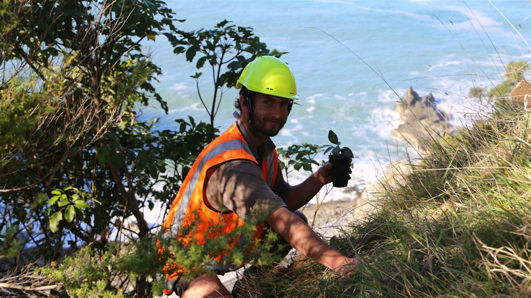 DOC ranger planting Ōhau rock daisy on Ōhau Point.