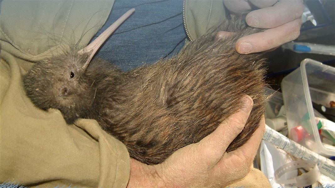 ubadult brown kiwi being processed.