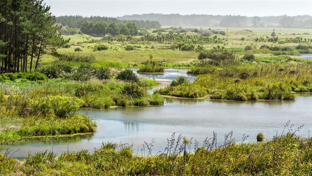 Te Hakari dune wetland.