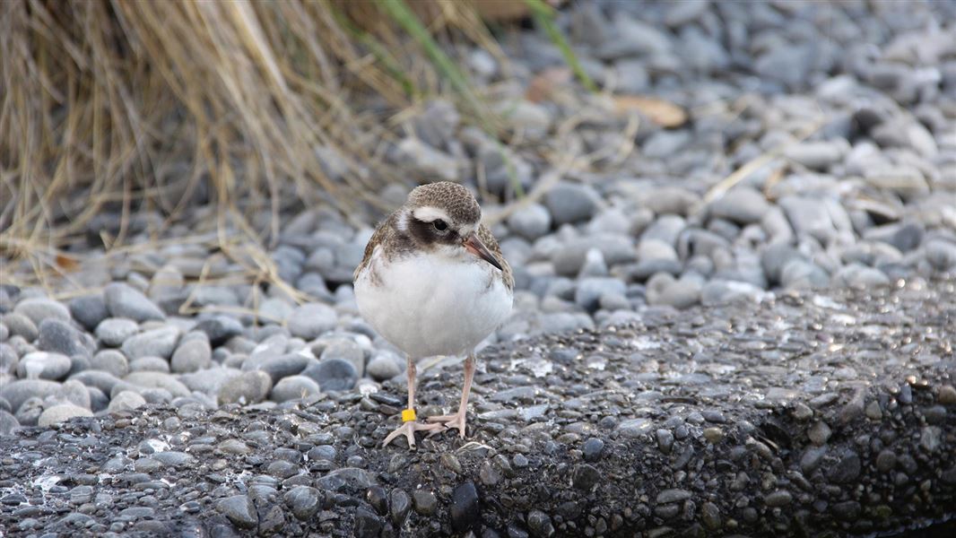 A small brown and white bird on a stony beach.