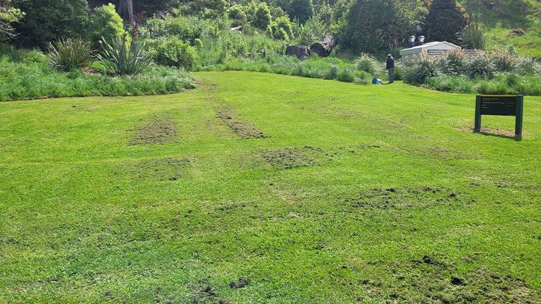 Mowed grass campsite.