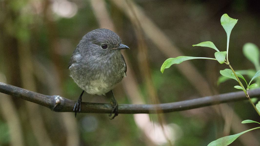 South Island Robin. 