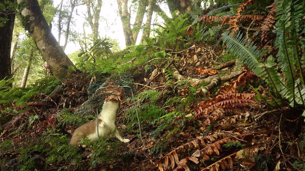 Stoat eating bait in forest area.