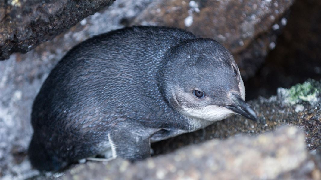 Little blue penguin.