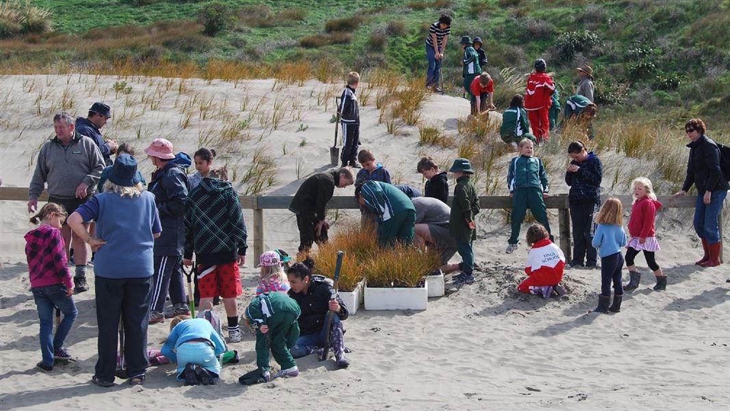 Planting in sandunes, Castlepoint. 