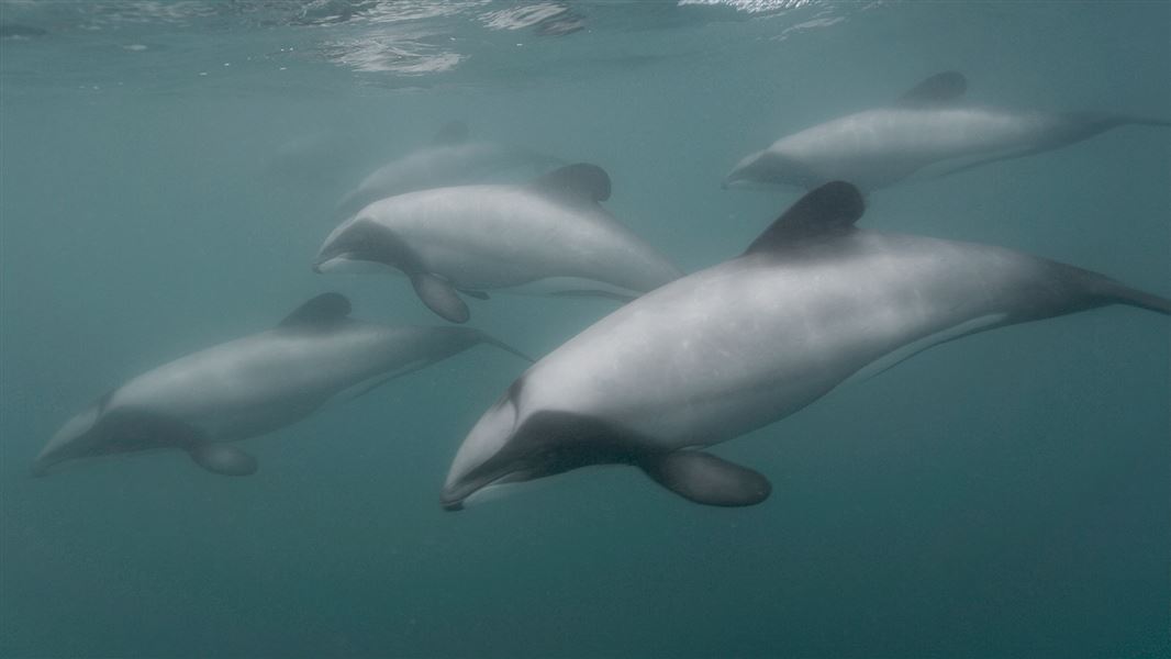 An underwater photo of a group of dolphins.