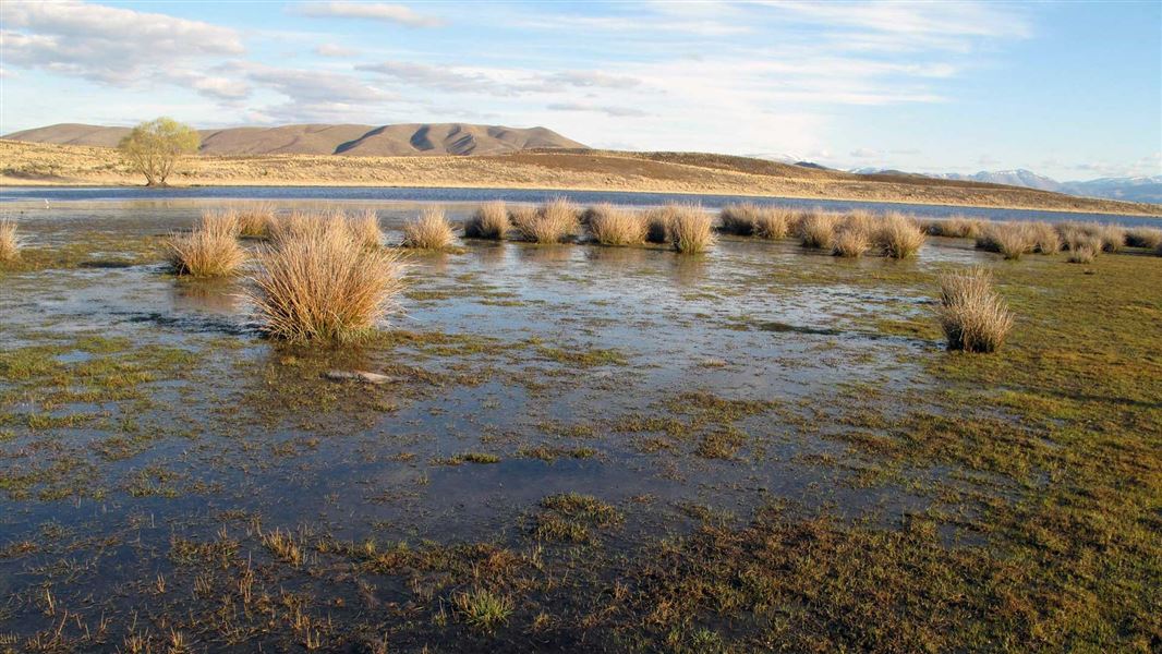 Wairepo Kettleholes Conservation Area