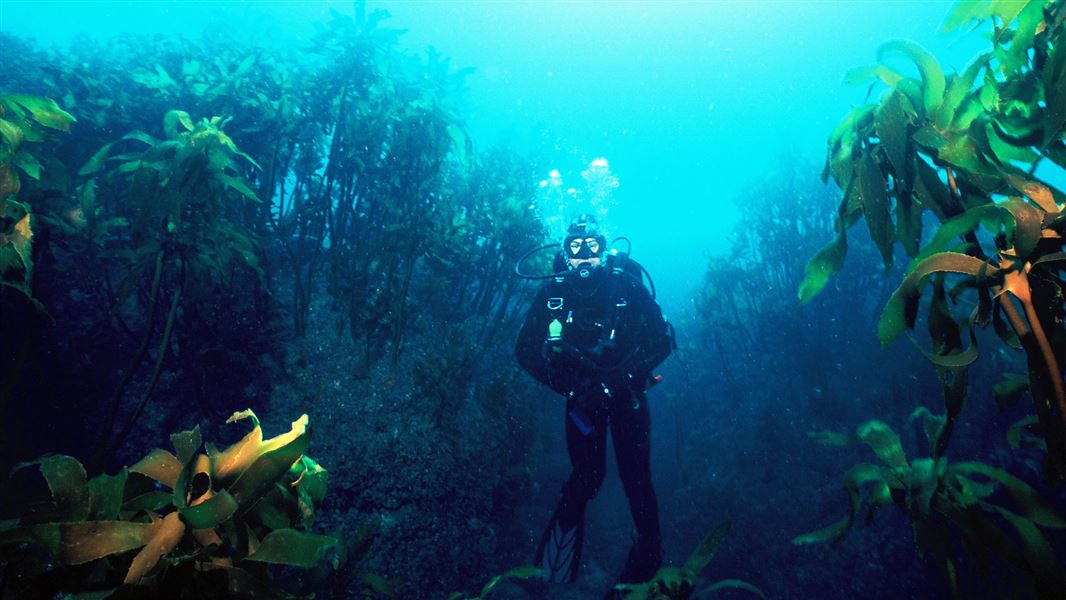 Kelp forest, Rakitu Island. 