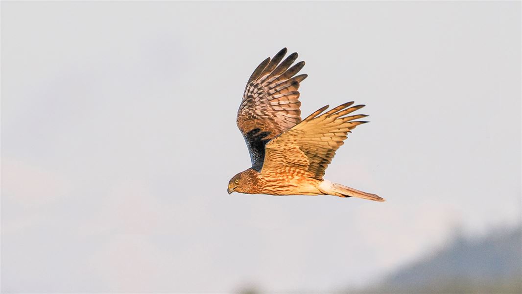 Australasian harrier/kāhu in flight. 