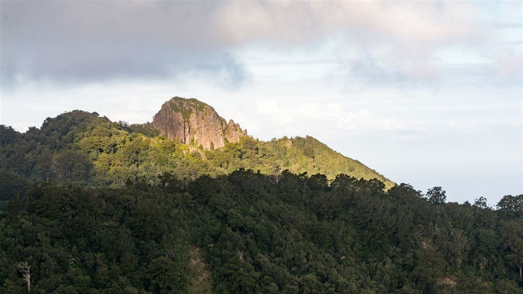 Bald rock, Te Hauturu-o-Toi / Little Barrier Island. 