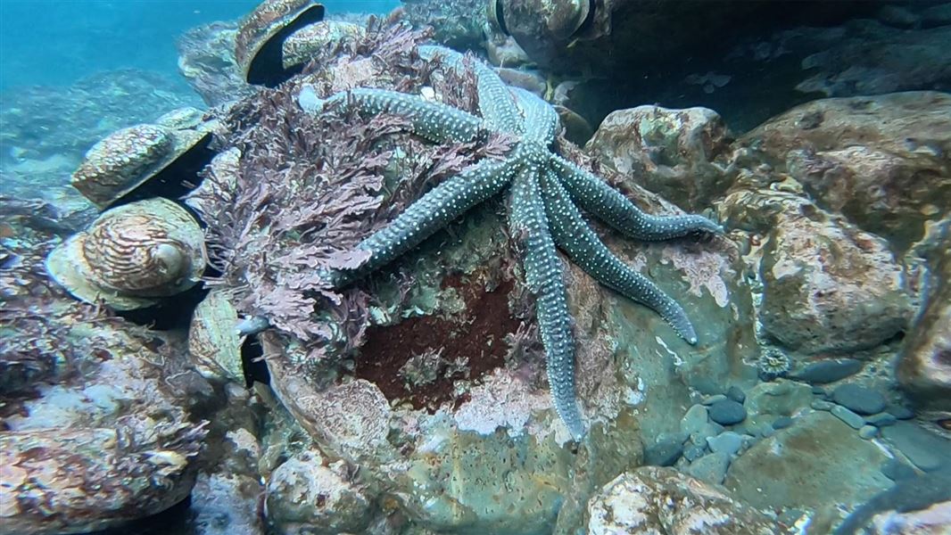 Paua, starfish and corraline seaweeds on rocky reef. 