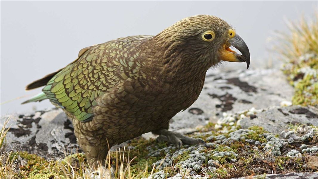 Juvenile kea. 