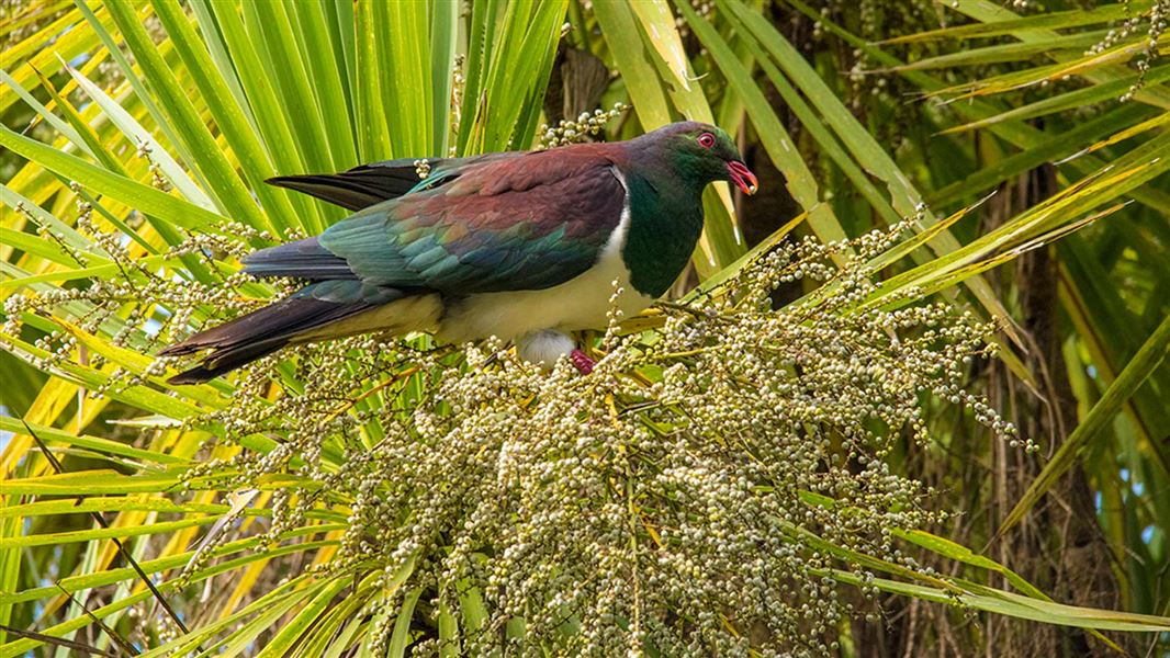 Kererū eating cabbage tree / tī kōuka fruit. 