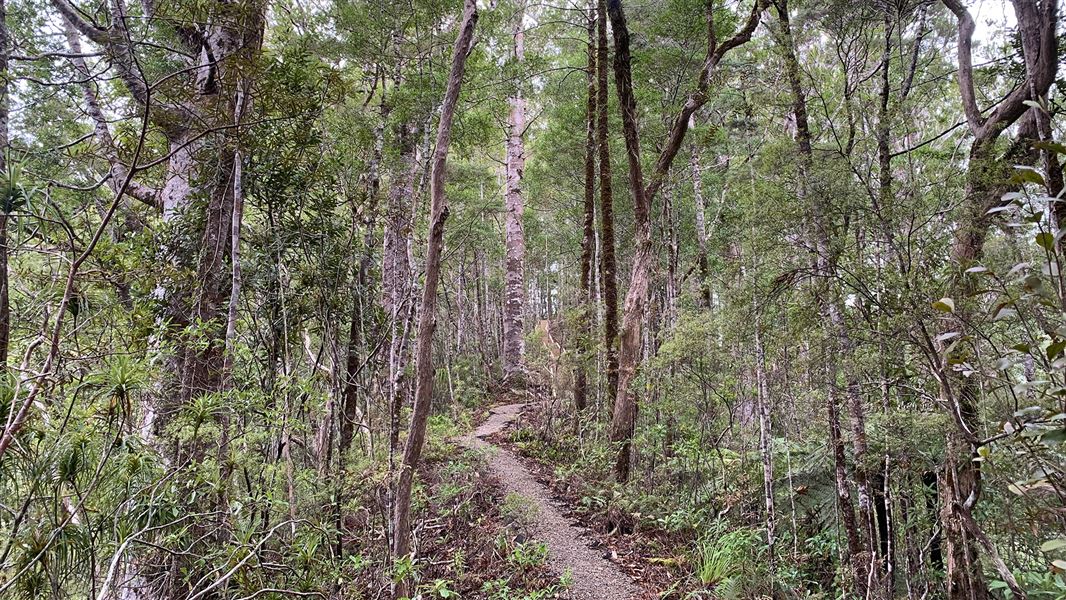 Dirt track between trees.