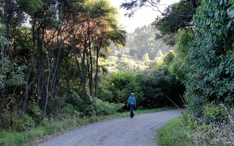 Walking on Okuti Valley Scenic Reserve road.