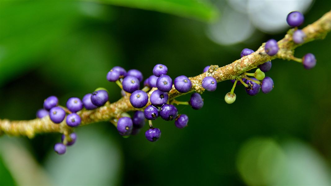 Māhoe berries