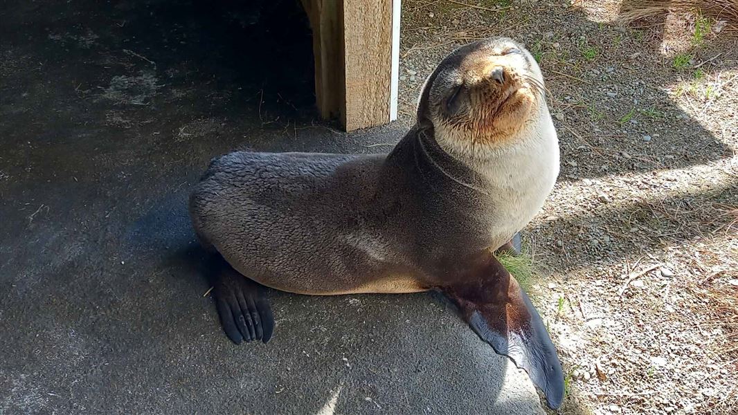 Fur seal nose up with eyes closed in in care facility enclosure..