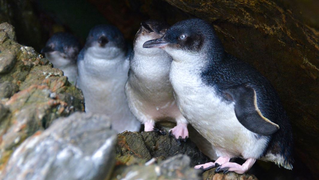 A close up of several little blue penguins hiding between rocks.