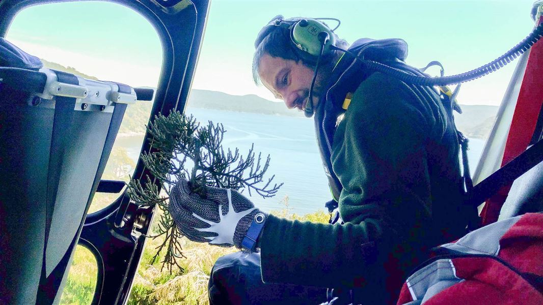 A man examining a small tree branch inside a helicopter. 