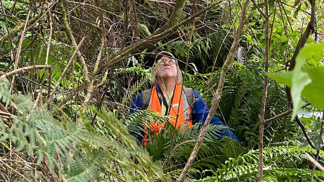 Ōkāreka Mistletoe Restoration Project Mike Goodwin during the recent census at Tikitapu Scenic Reserve