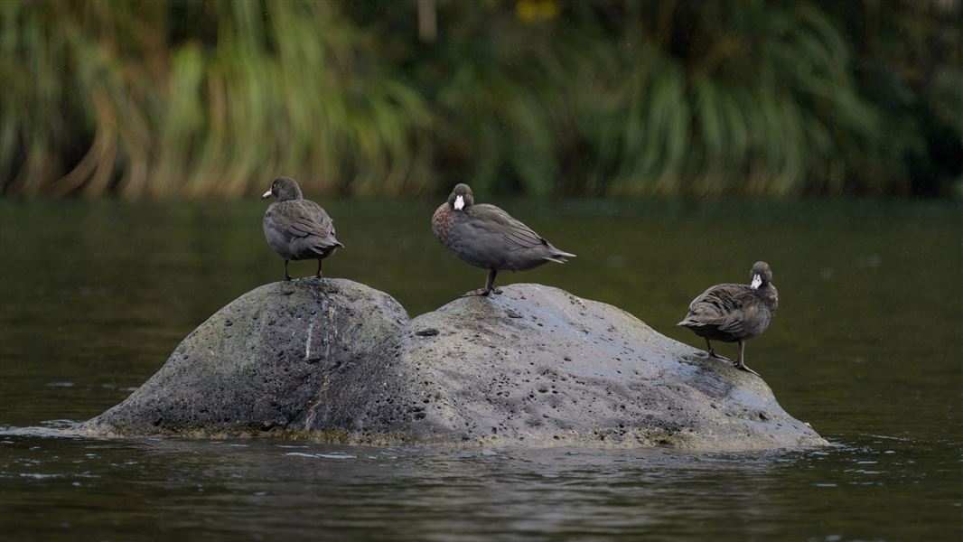 Three whio on a rock in the Tongariro River. 