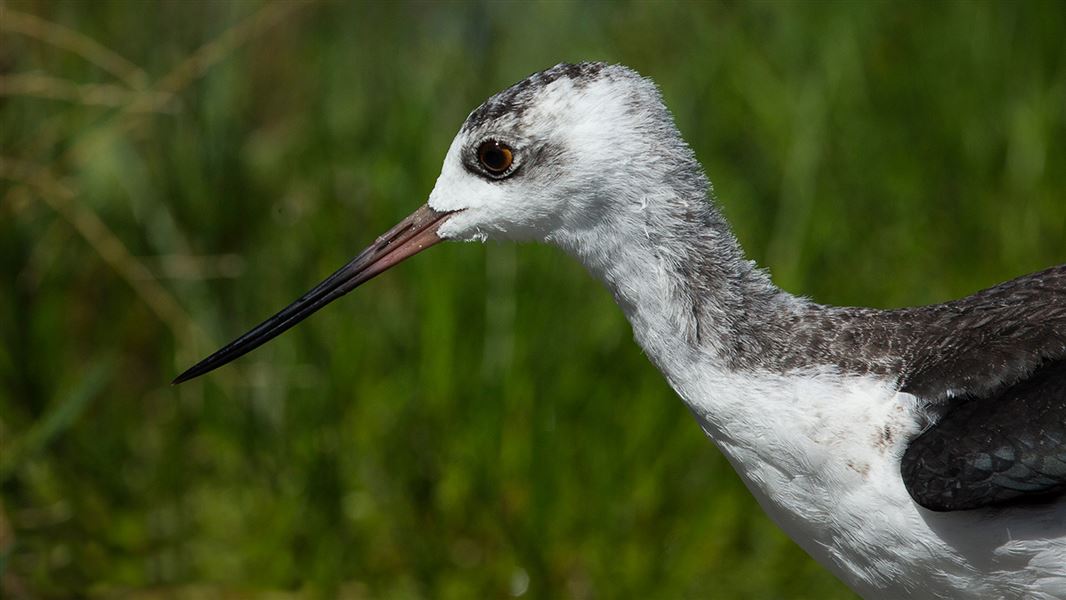 Juvenile black stilt/kakī