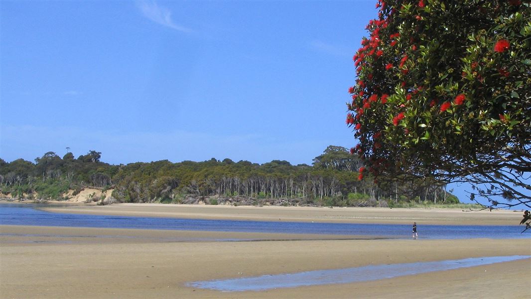 An estuary with forest in the distance and a red flowering tree at the edge of the frame.