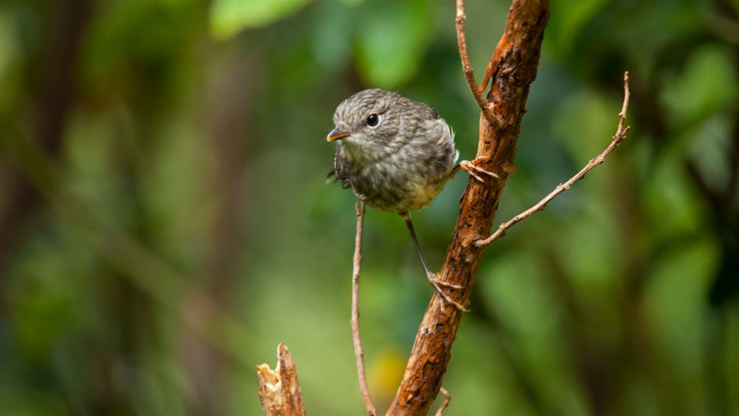 North Island robin. 