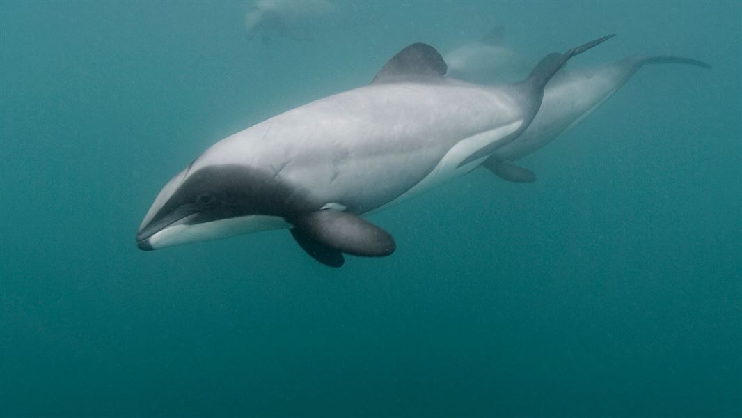 Three Hector's dolphins carve their way through azure blue waters.