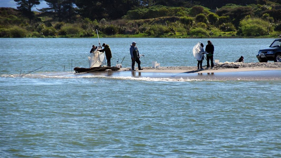 Whitebaiting, Rangitaikei River. 