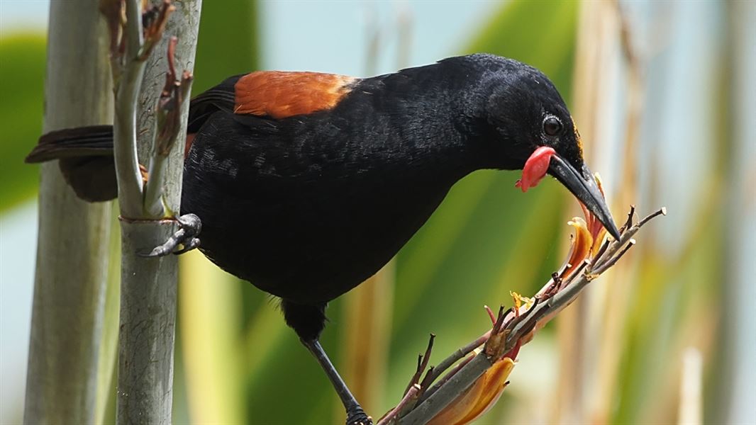 A close up of a saddleback feeding while perched on a branch