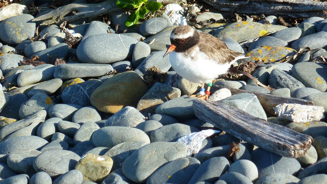 Shore plover on Mana Island. 