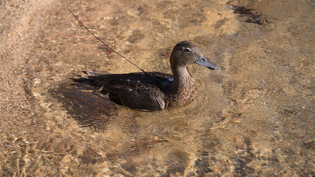 Pāteke/brown teal. 