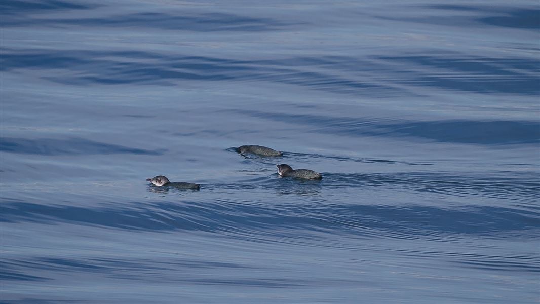 Three kororā little blue penguins swimming.