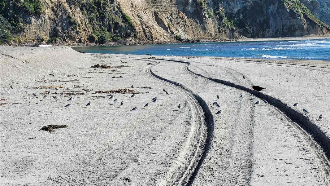 Deep tyre tracks extending along the beach populated with NZ dotterel and variable oystercatchers