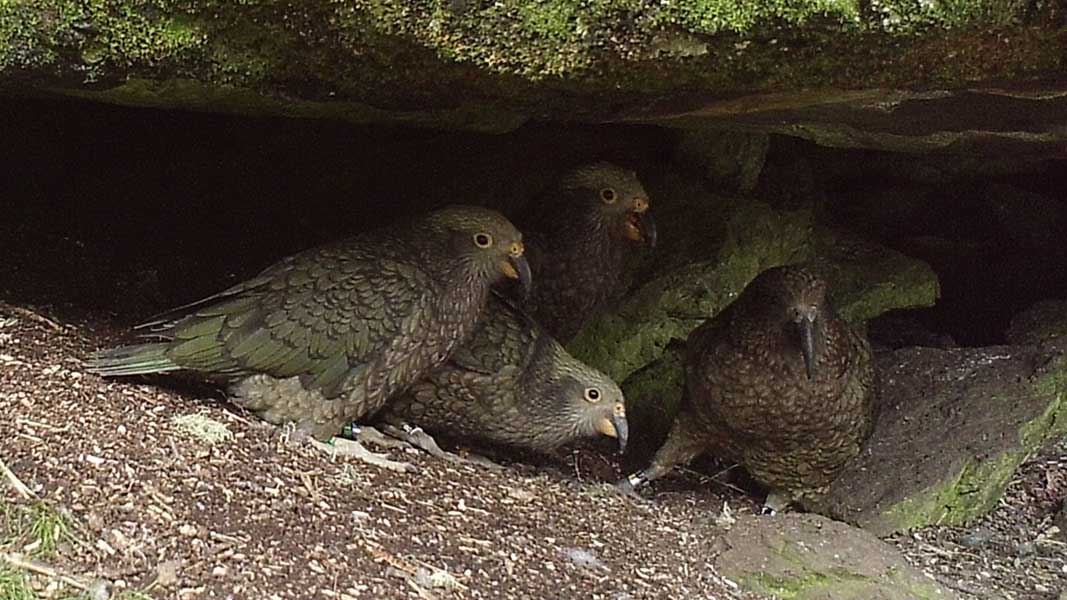 Kea and chicks. 