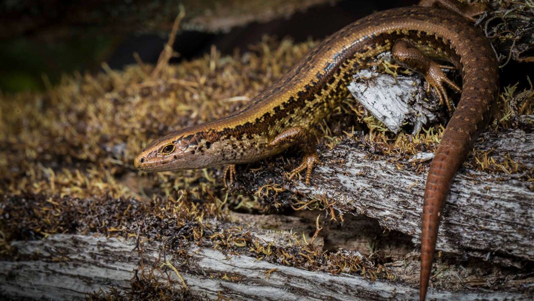 Alborns Skink Male.