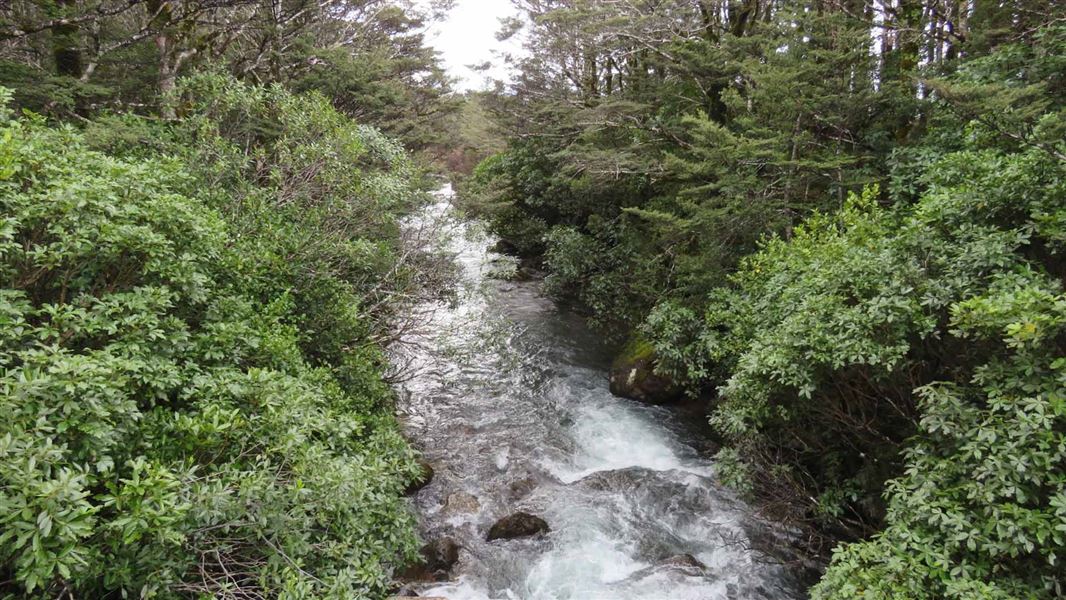 Whakapapanui Stream