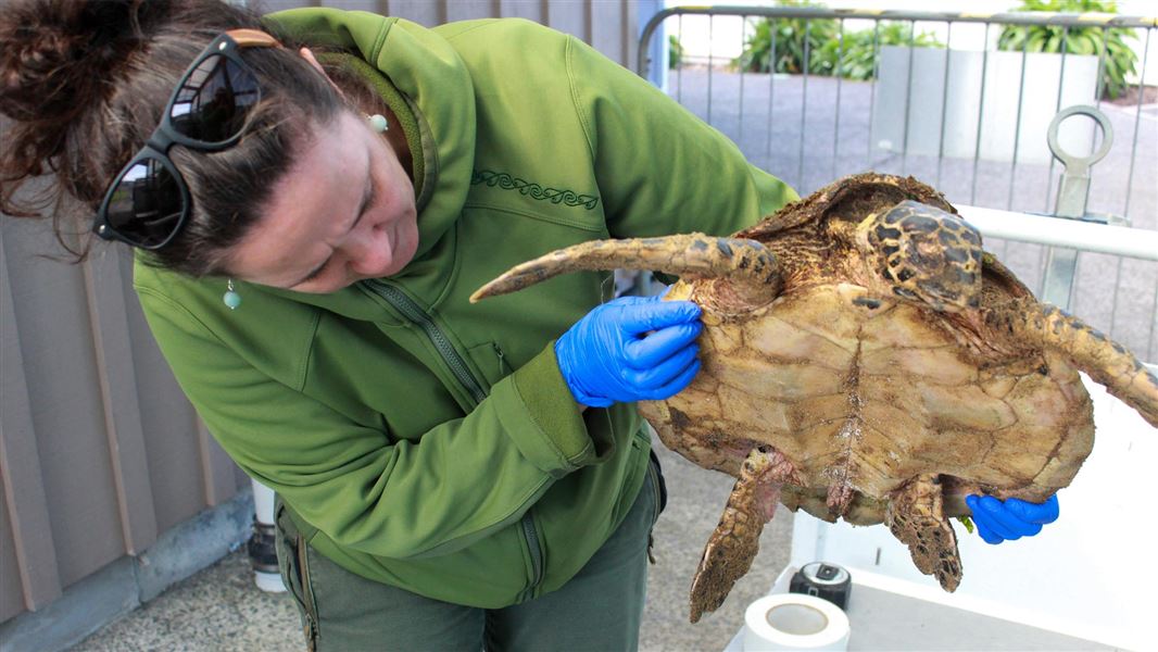 DOC ranger checks over the hawksbill turtle.