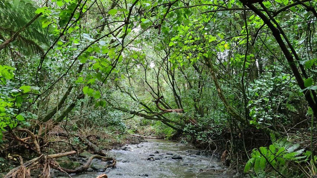 A stream surrounded by trees and bush.