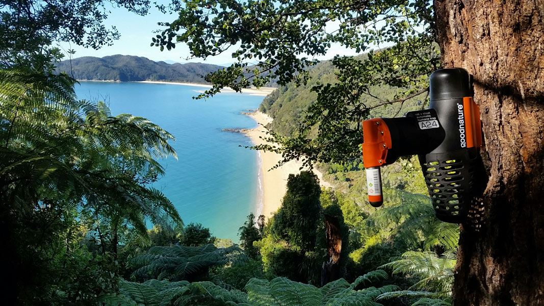 Pest trap in tree with coast scenery in background