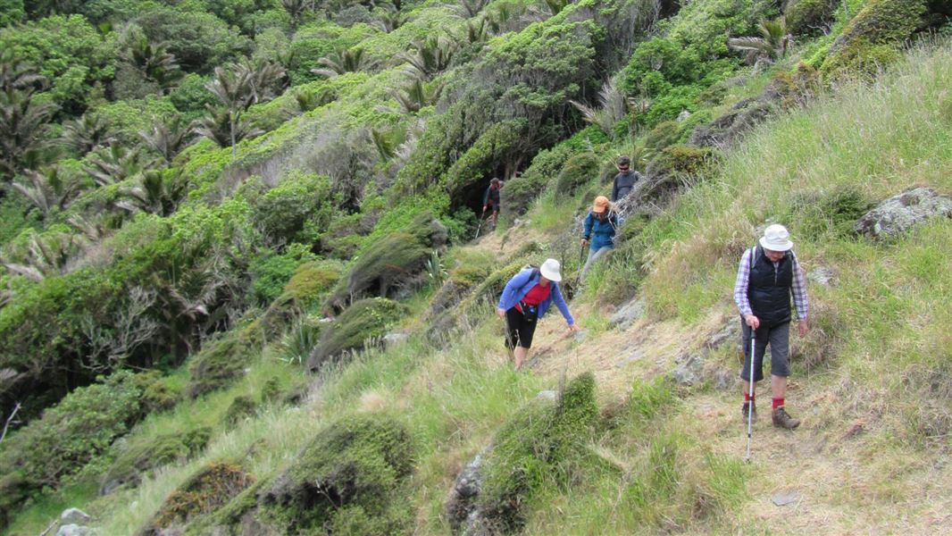 Trampers at Nīkau Palm Gully Reserve.