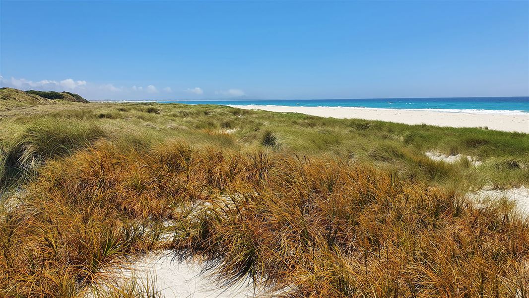 Grassy sand dunes.